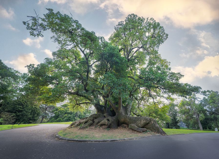 A large mature tree with a wide, leafy canopy and thick, sprawling roots growing from its sturdy trunk, situated on a grassy roundabout surrounded by a paved driveway. The tree's branches extend outwa