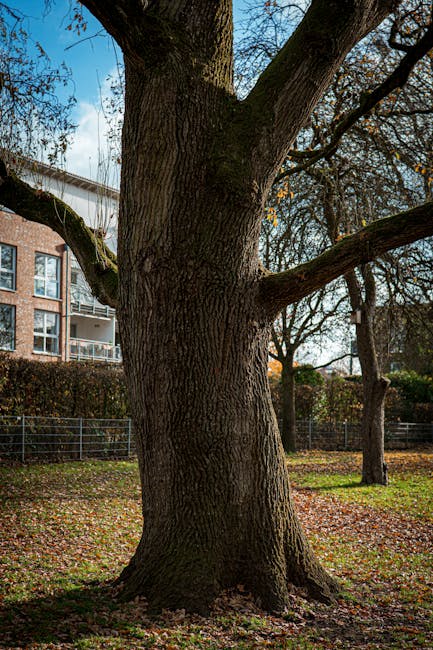 A large mature tree with a wide, leafy canopy and thick, sprawling roots growing from its sturdy trunk, situated on a grassy roundabout surrounded by a paved driveway. The tree's branches extend outwa