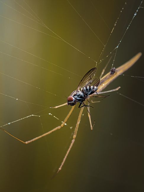 Close-up of a common housefly with red eyes and transparent wings, perched on a thin, dried plant stem entangled in a spider’s web. The web’s fine silk threads radiate outward in all directions, visible against a blurred, muted green background. The fly appears to be resting or caught in the web, with the entire scene set outdoors in natural lighting. This image relates to pest management and the importance of tidying spaces during home relocation or furniture transport to prevent pest infestations, as often addressed in house removals and moving services provided by Man with Van Queensbury.
